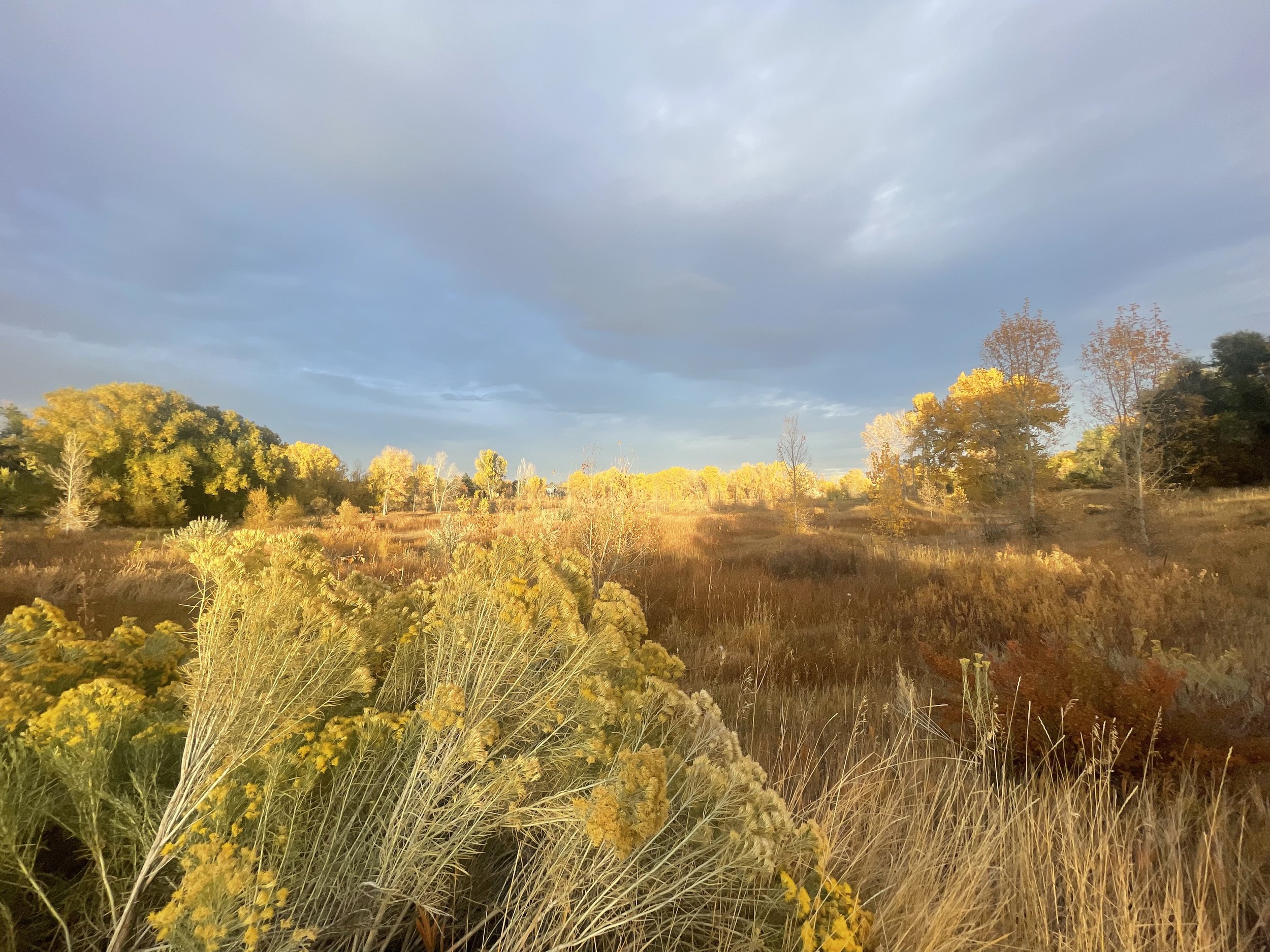 Red Fox Meadows- Fort Collins’ Hidden Oasis